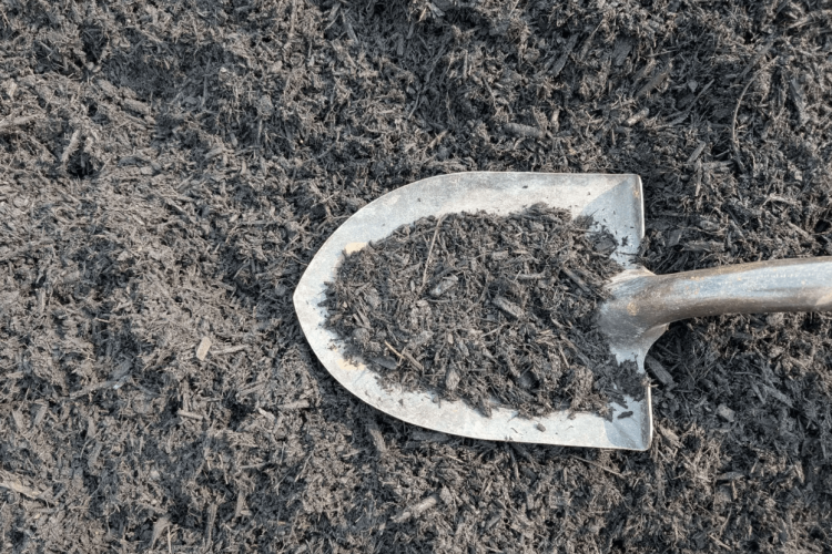 Black Mulch